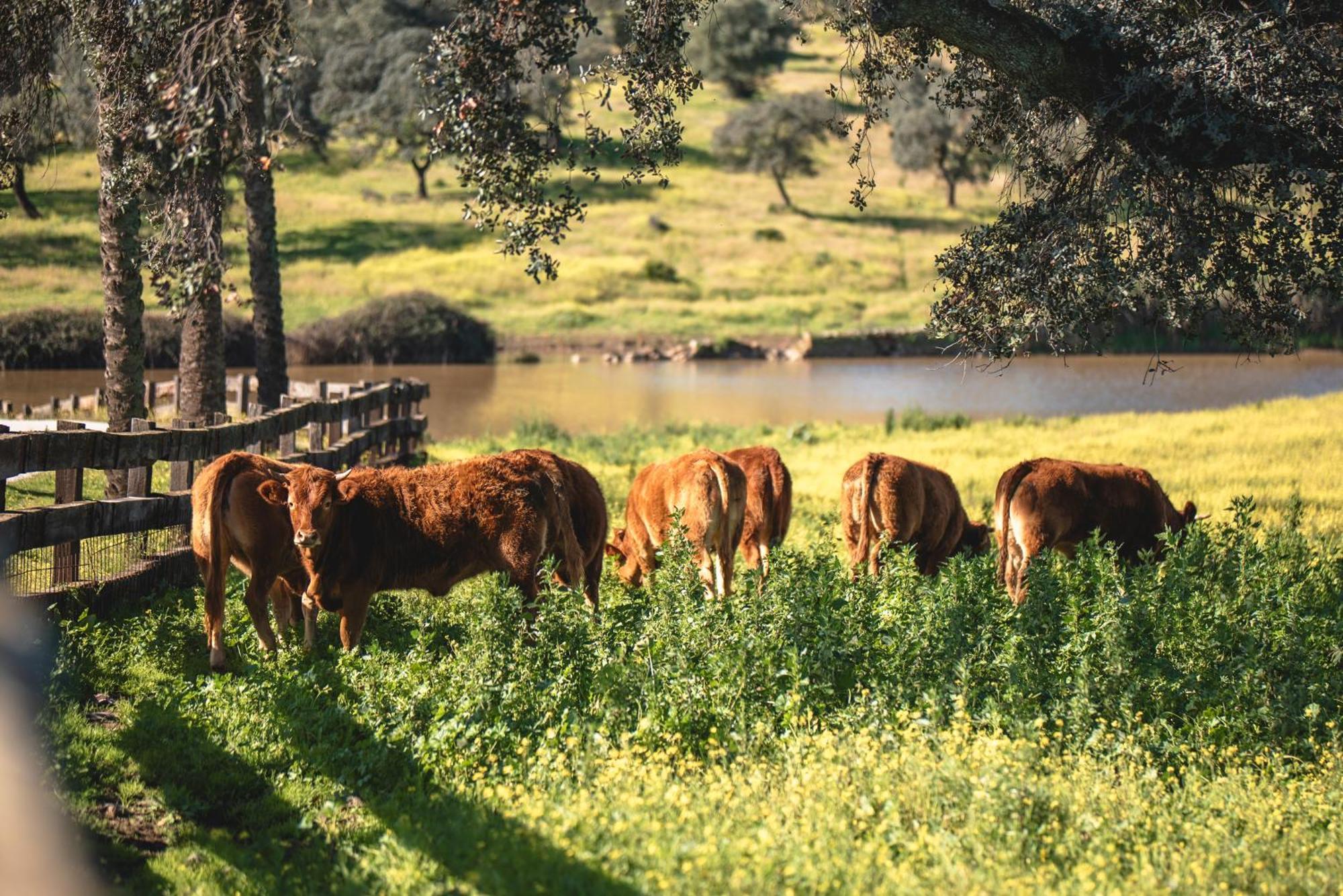 Alojamiento Rural Finca Barral El Garrobo Zewnętrze zdjęcie